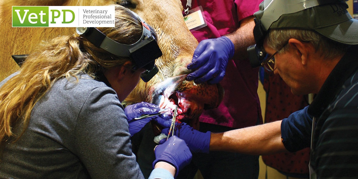 VetPD Course Introduction to Advanced Surgical Dental Extraction Techniques (incl. MITR, MTE