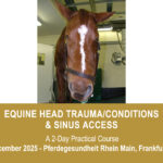 VetPD Course - Equine Head Trauma/Conditions & Sinus Access
