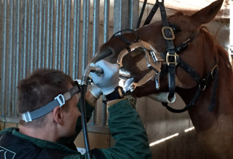 Cours VetAgro 2025 - Module de Base