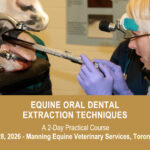 VetPD Course - Equine Oral Dental Extraction Techniques - 27 & 27 February 2026 - Canada