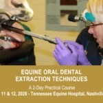 VetPD Course - Equine Oral Dental Extraction Techniques - September 11 & 12, 2026 - USA