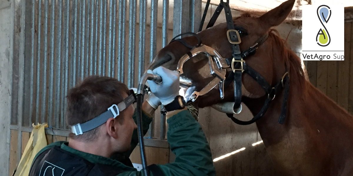 Cours VetAgro 2025 – Module de Base Cours VetAgro 2025 - Module de Base